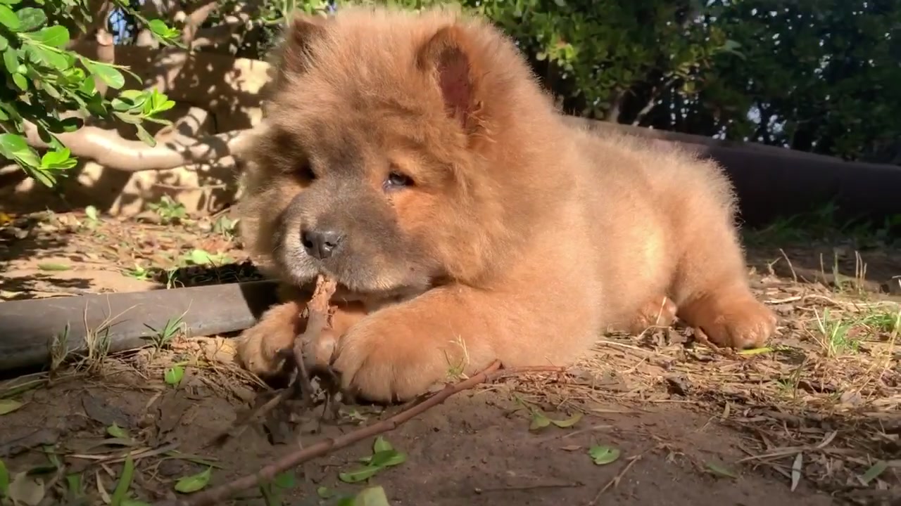 @chowsandpals