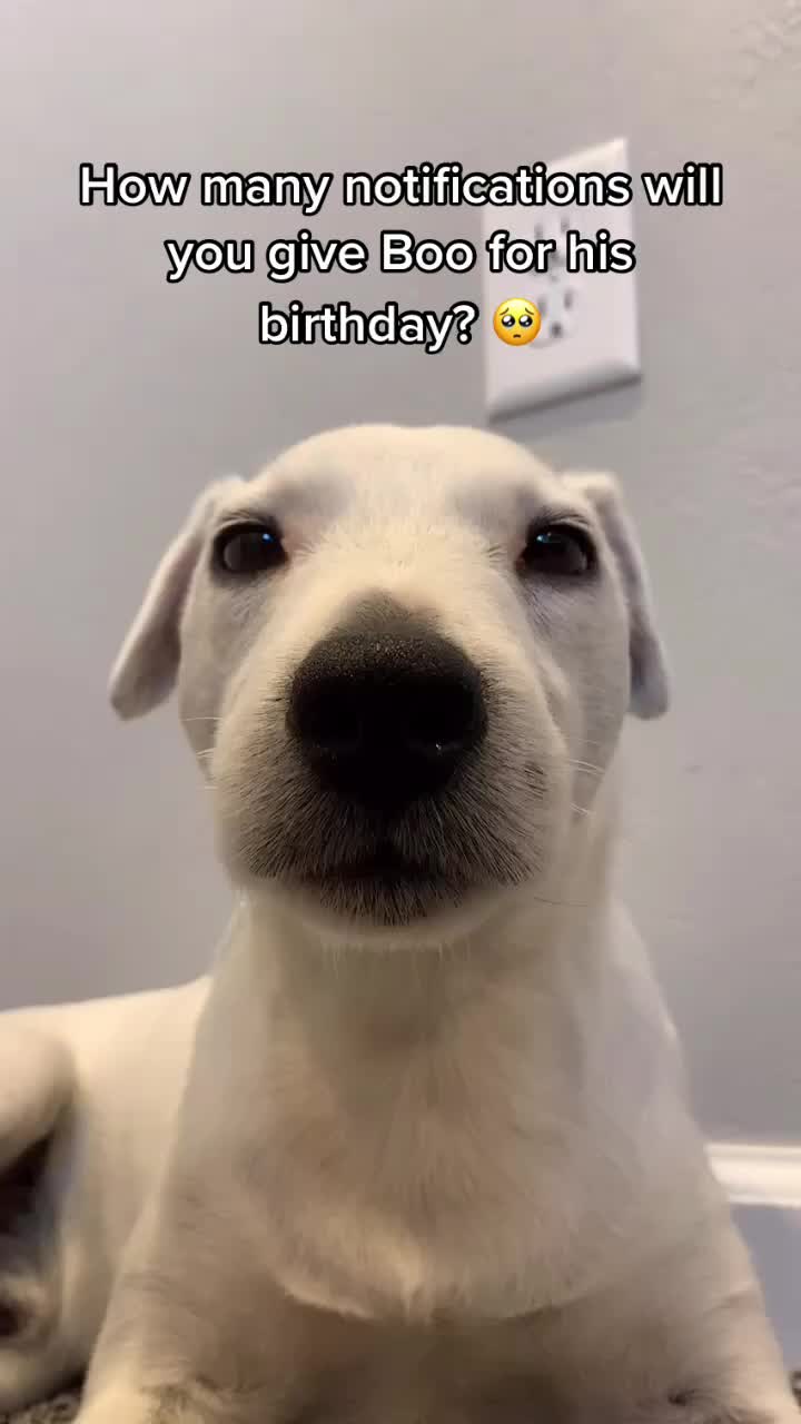 @A dog and his owner