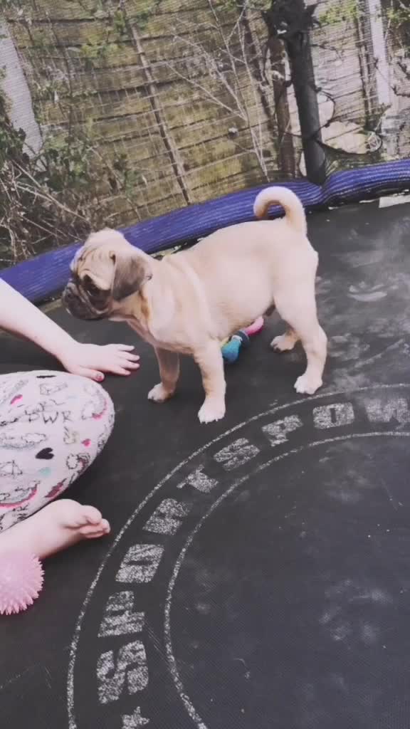 @NachoAndFriends