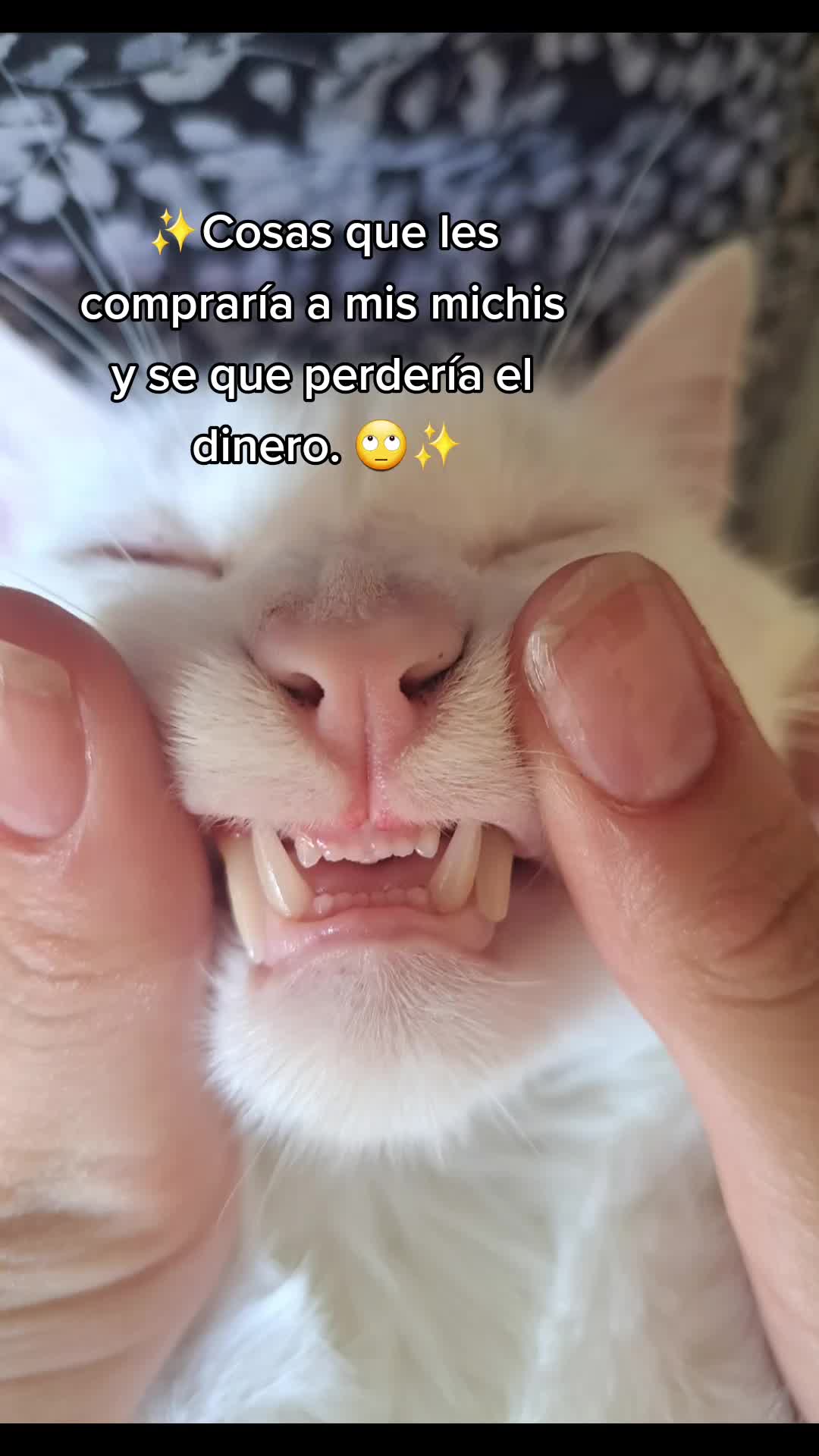 @MichiLovers&reg;