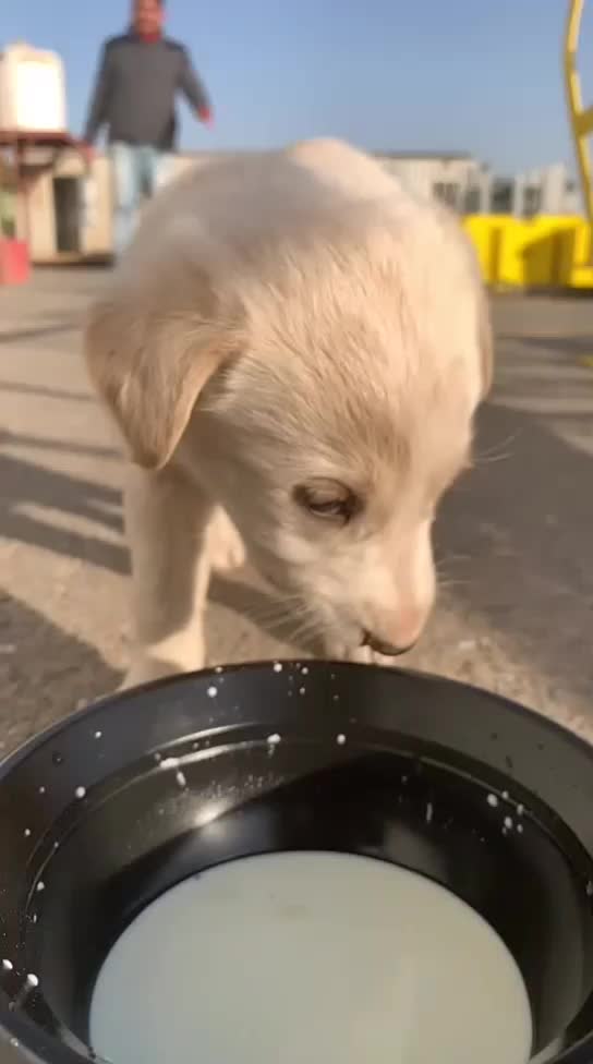 @pet_lover😍