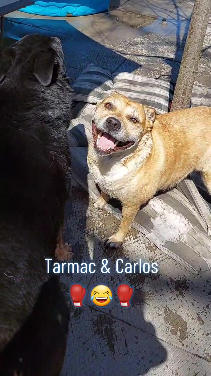 @Thesepupsthough