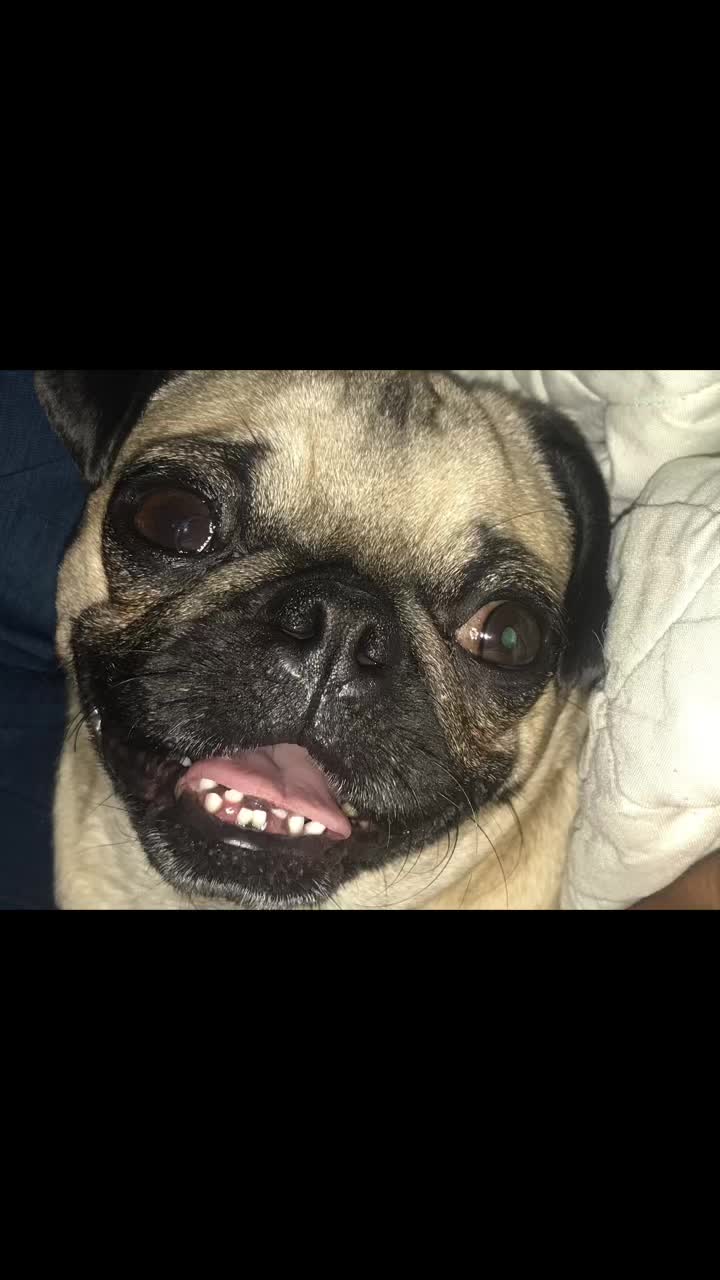 @En Memoria de Ninna Pug