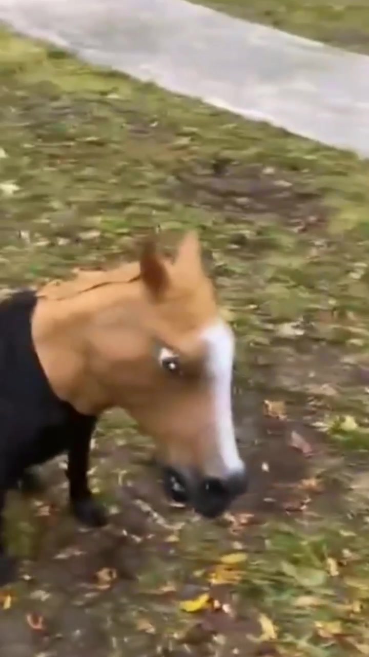 @funny videos