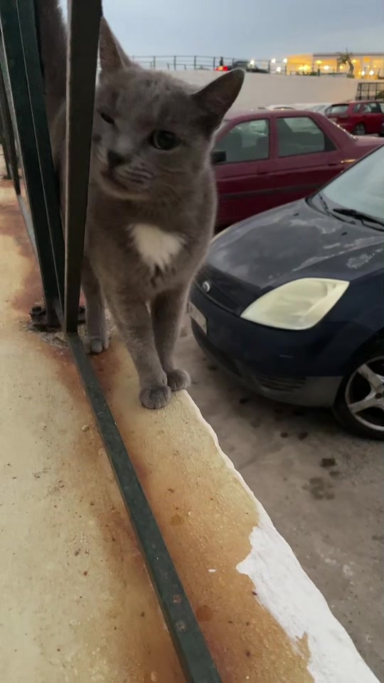 @CuteCat