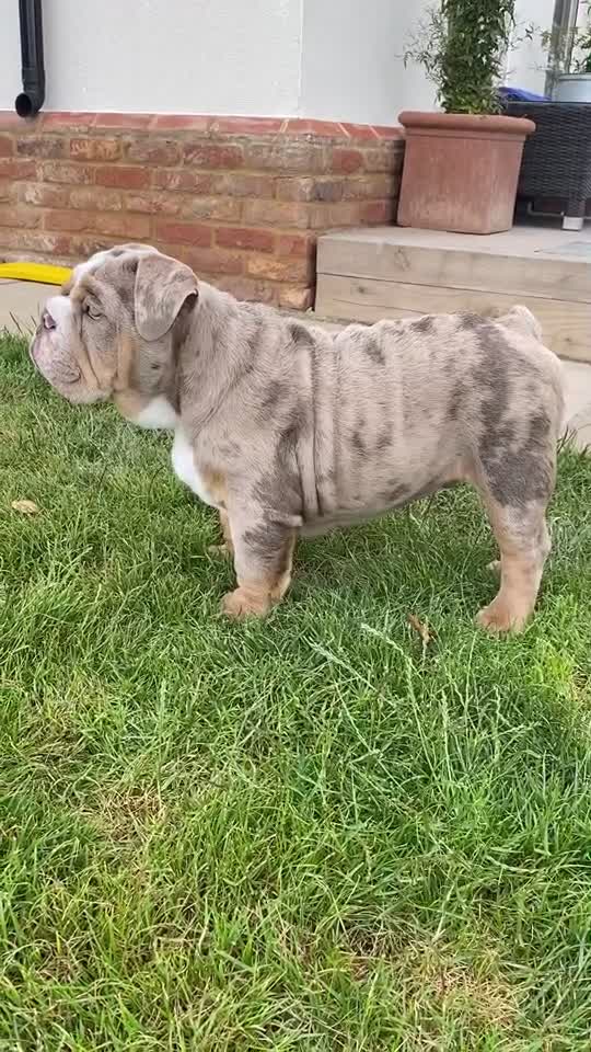 @rudzbulldogz