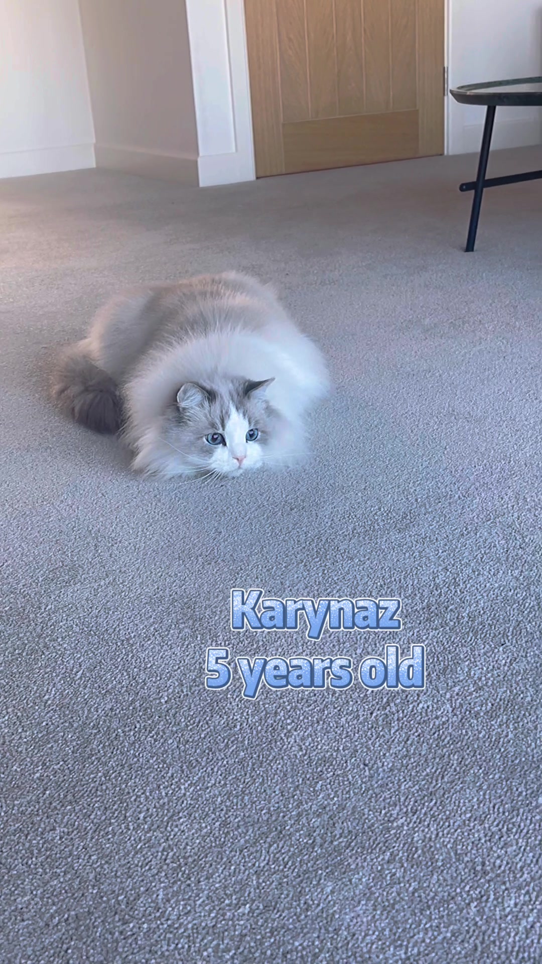 @Modern Cats family