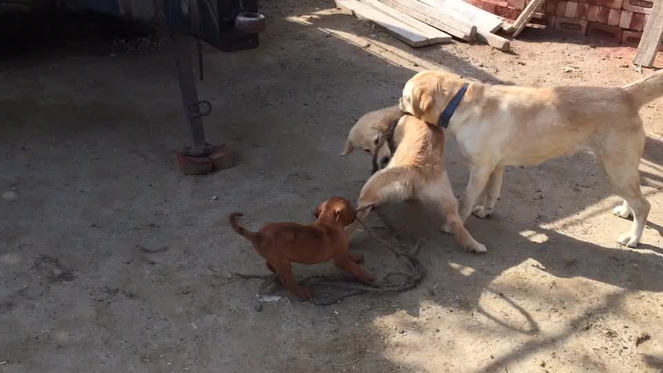 @lakhi khangura