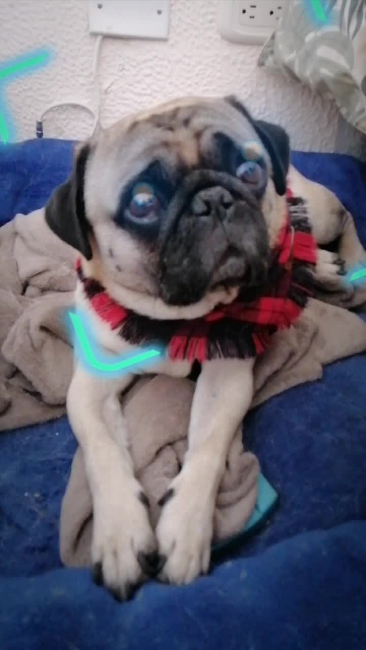 @CHATIRULO 🐶