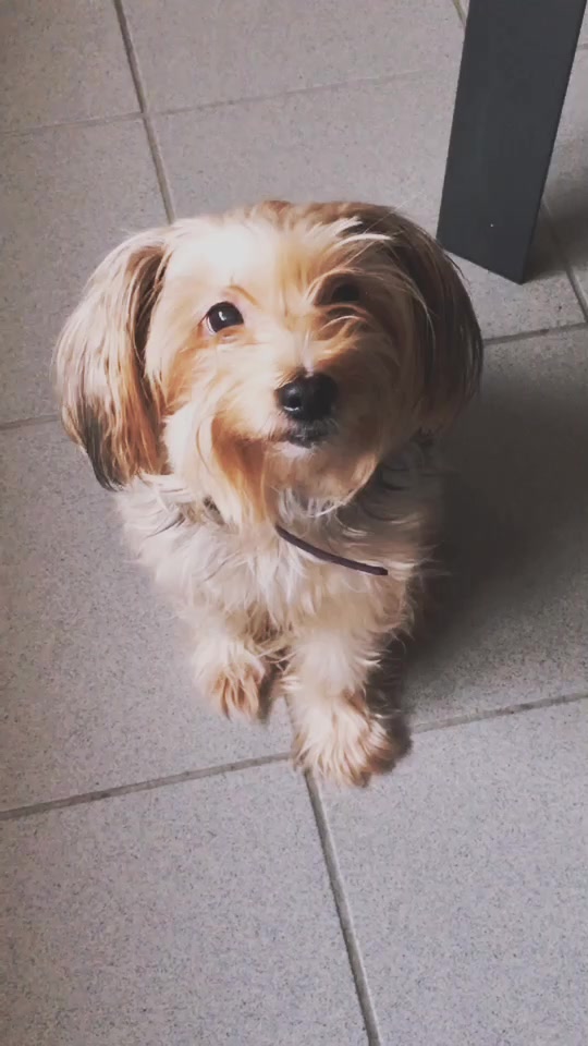 @🐾lïstãïl🐾