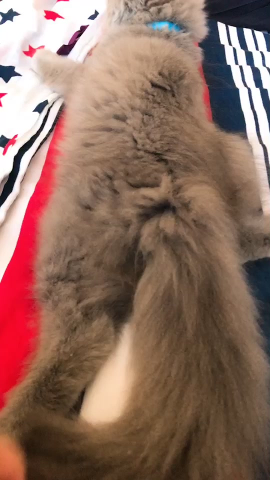 @Lili🐱❤️