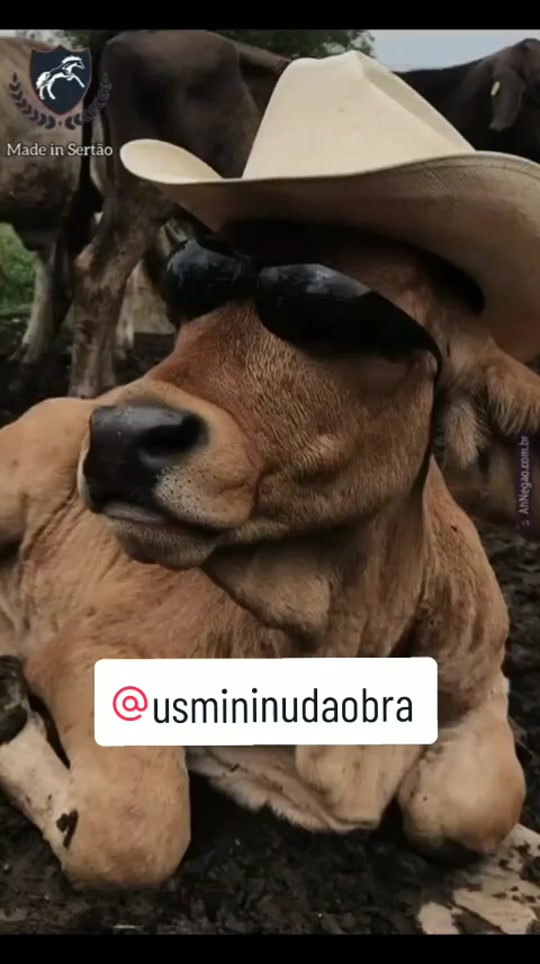 @us mininu da obra