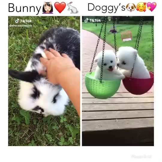 @Sophia Diamond🐶