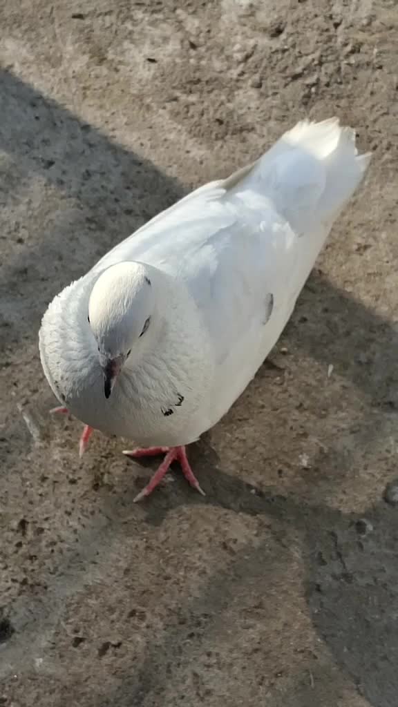 @&copy;️〰️Debby_🆖🅿️