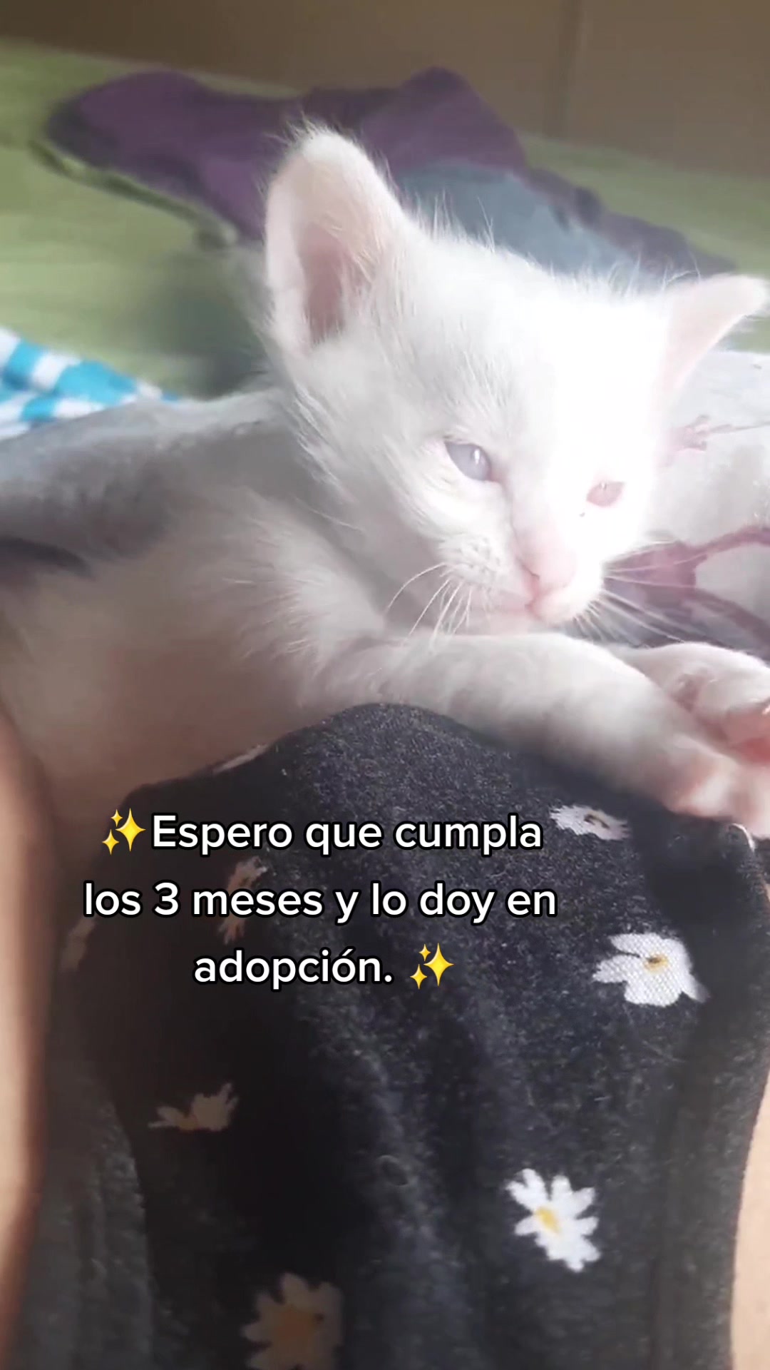 @MichiLovers&reg;