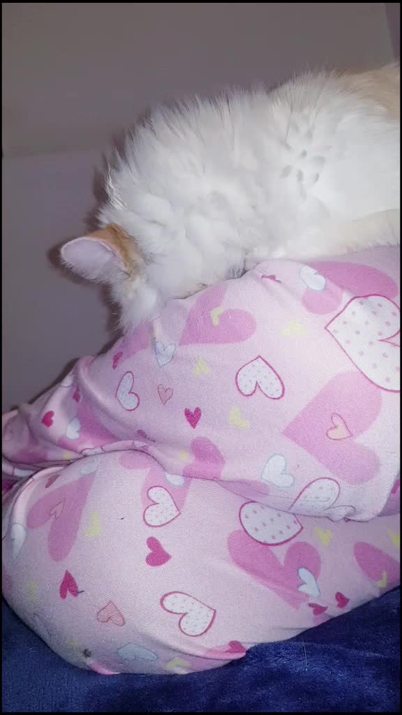 @&hearts;️Priss_Miau_lalocadelosgatos