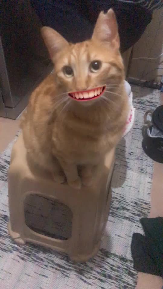 @Kedidir kedi♥️