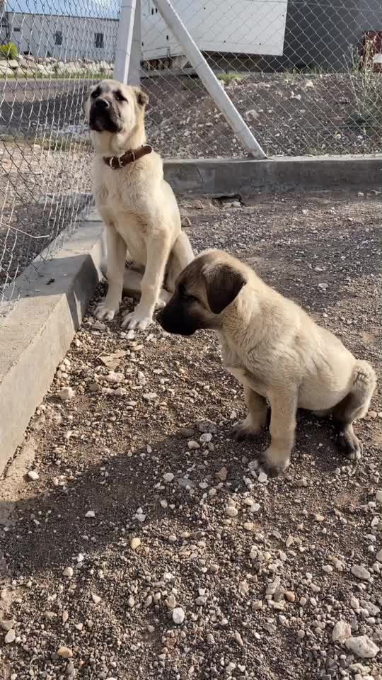 @İnan Özdoğan
