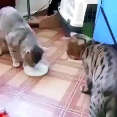 @user74253299499