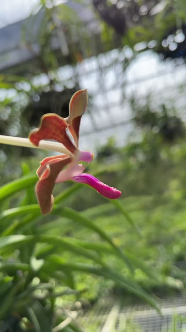 @Motes Orchids
