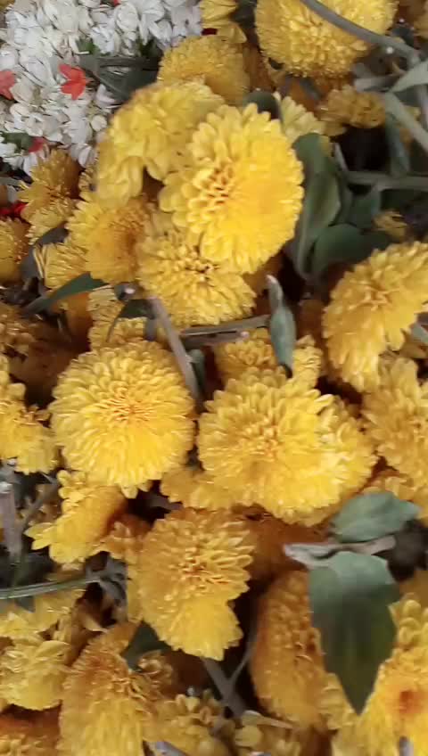 @Lekha Cl Lekha Cl