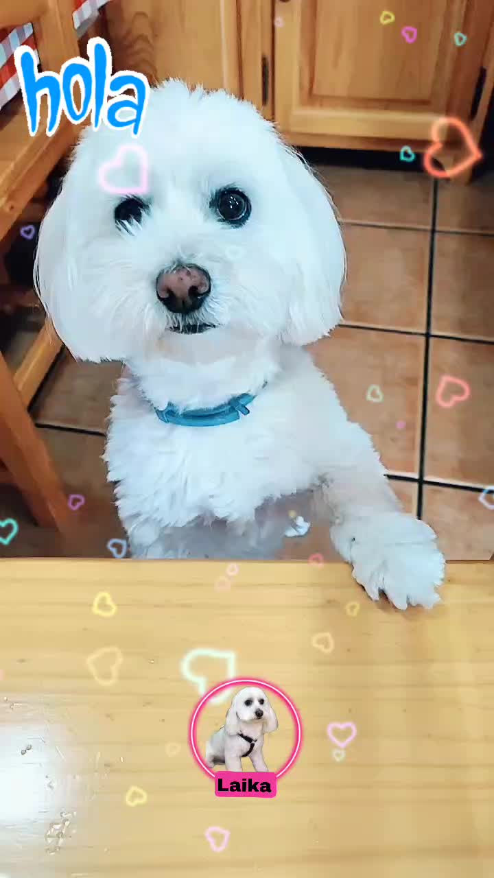 @Chari y Laika