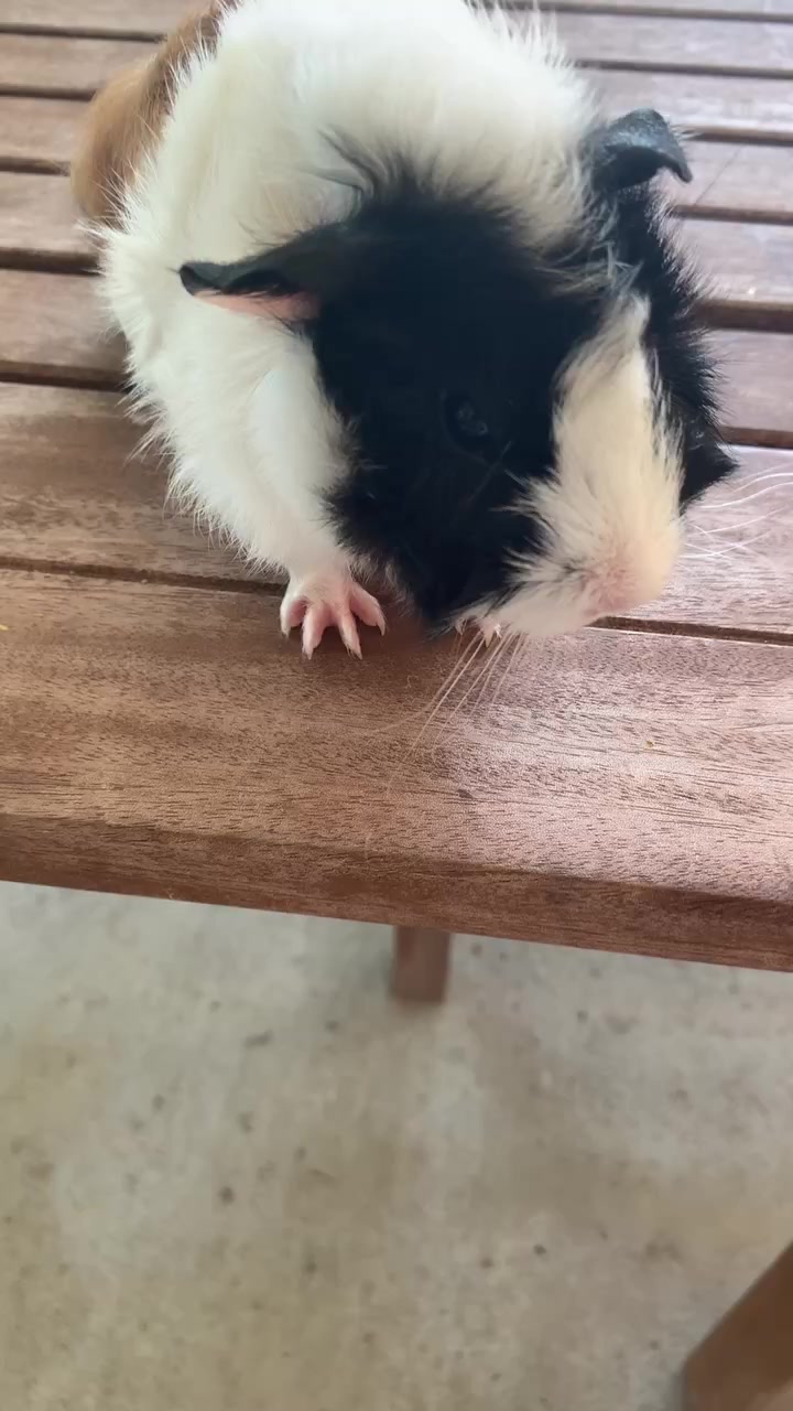 @🐹Thē çûtę pètš🐱