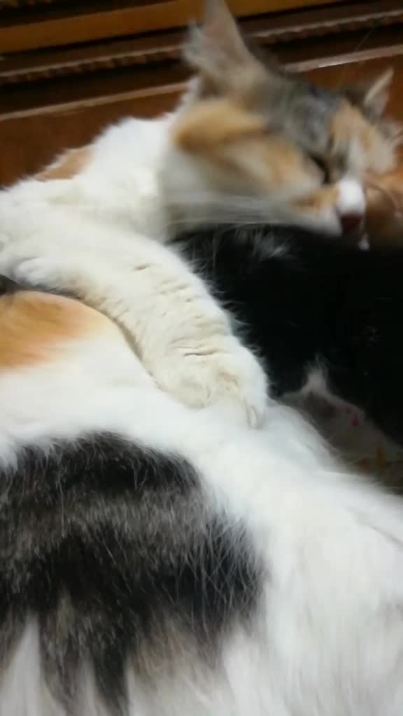 @FoFa Kittens