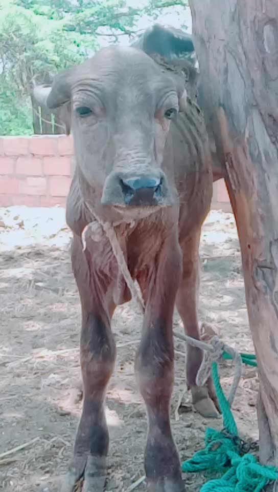@કેશુભાઈ વાધેલા