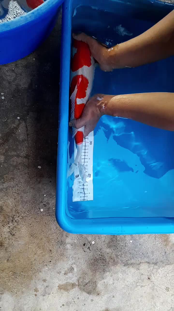 @• BINTANG KOI •