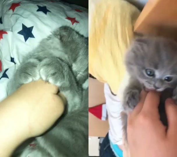 @Lili🐱❤️