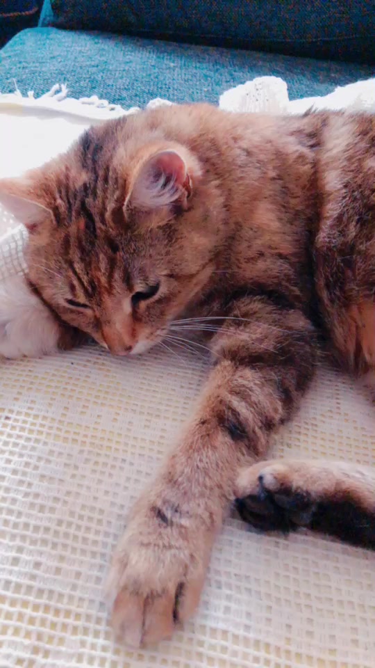 @Kitty02 🐈 🇳🇴