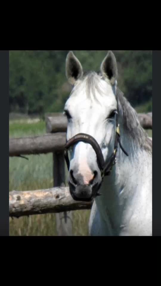 @My.soulhorse❤️🥺✌🏻