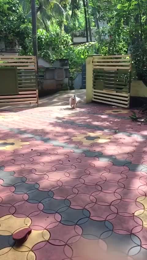 @vaisakh
