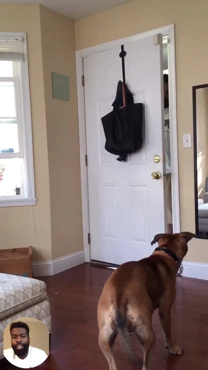 @citylivingdog