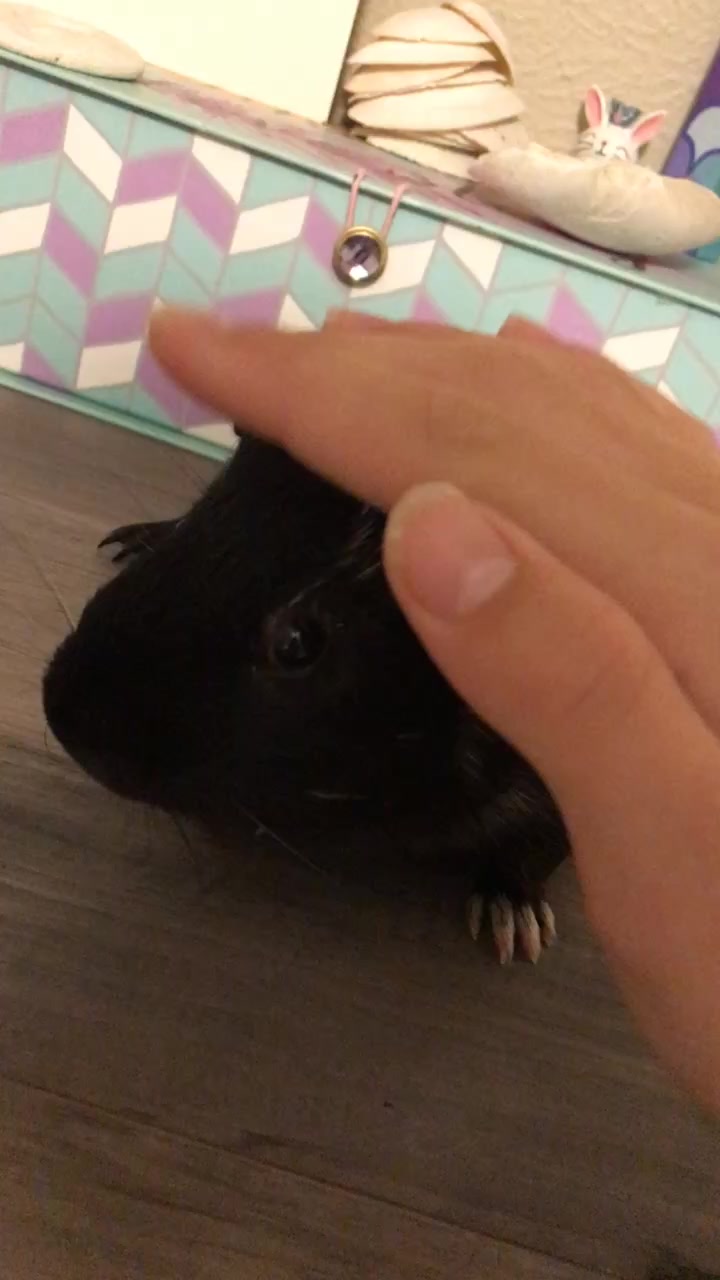 @🐹Thē çûtę pètš🐱