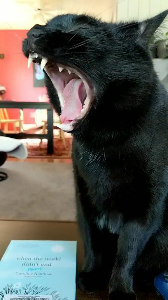 @Greeneyedkitties
