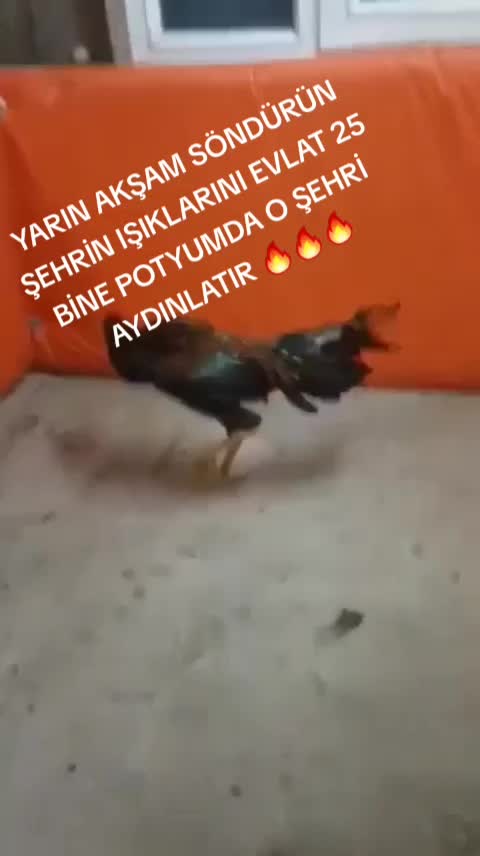 @ORDULU MÜSLÜM