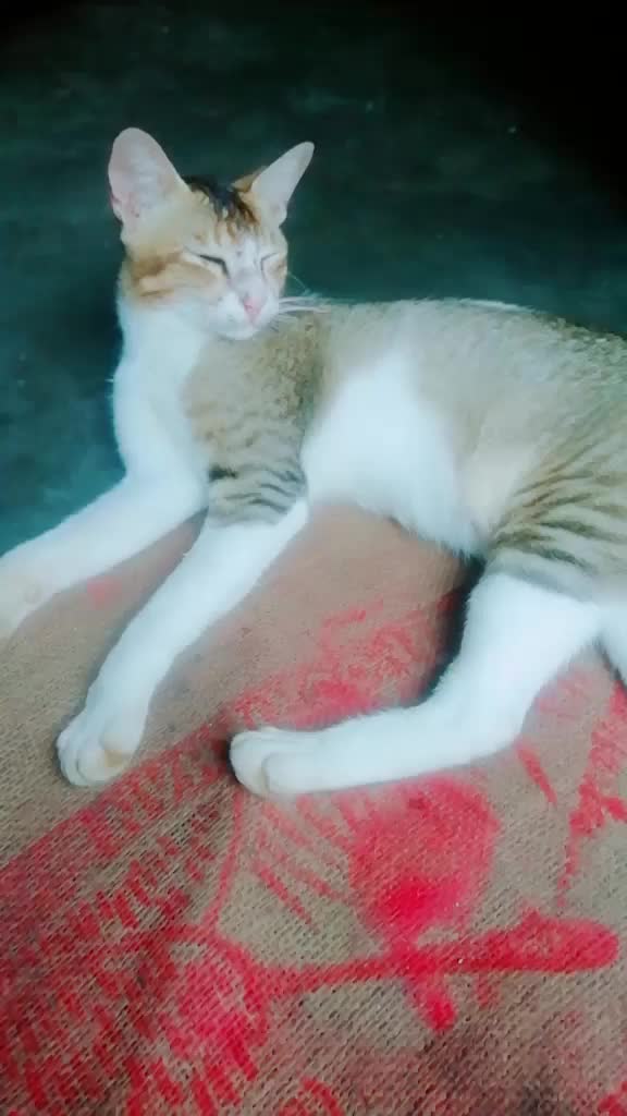 @mousumi das