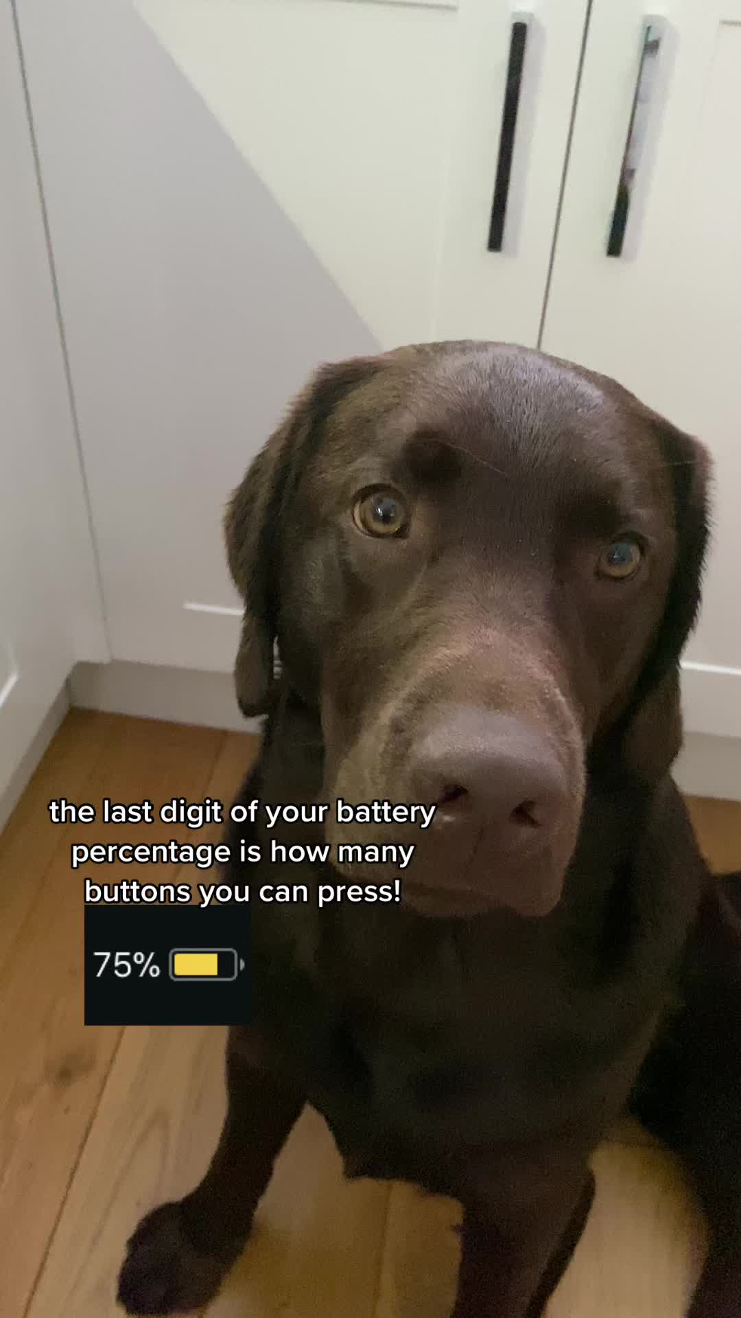 @🐾 𝑻𝒆𝒅𝒅𝒚🐾