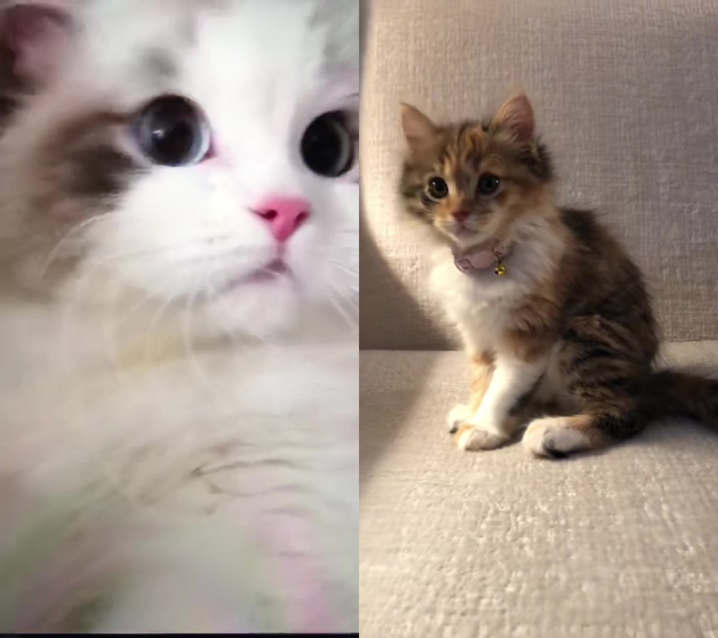 @Pet home