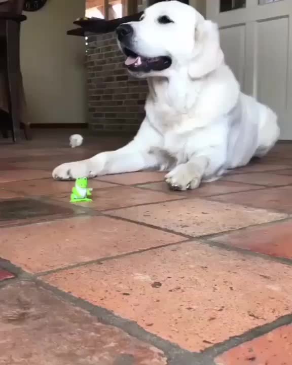 @pet_lover😍