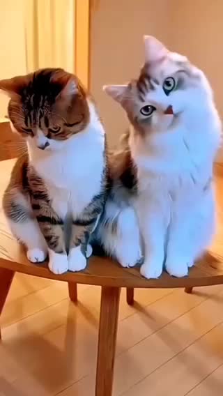 @НАТУЛИК 66