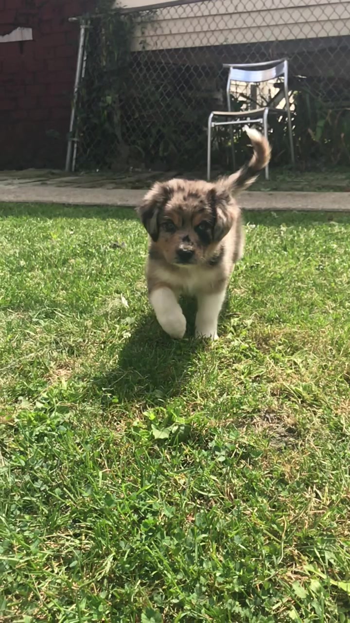 @Kira_the_puppy