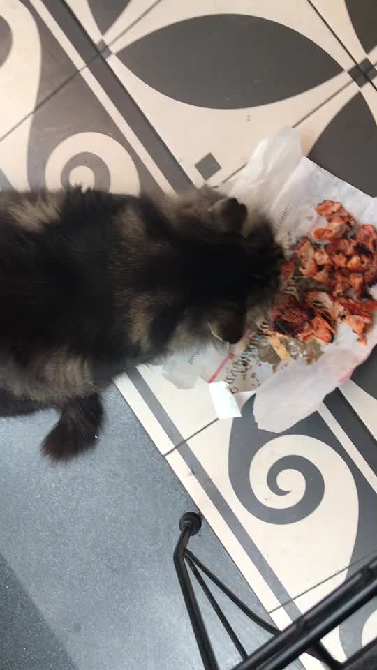 @Kedidir kedi♥️