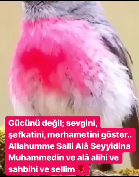 @Esmer esra