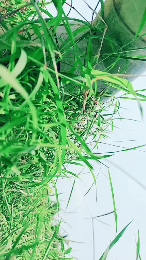 @bala jilla