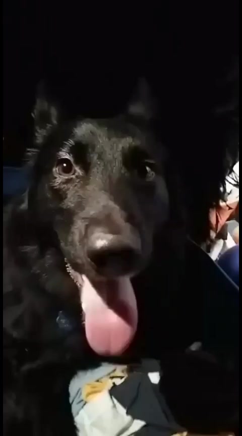 @vaguely.coonhounds