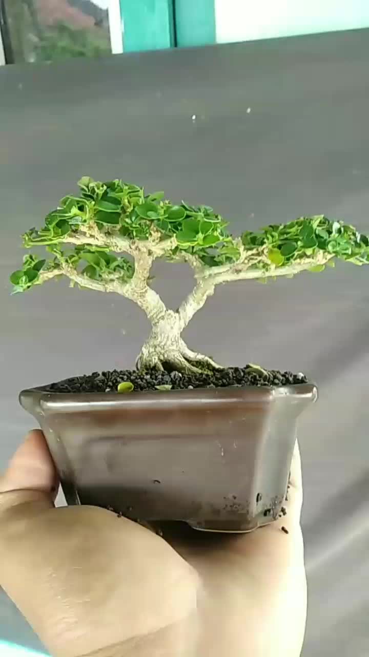 @Yanubonsai
