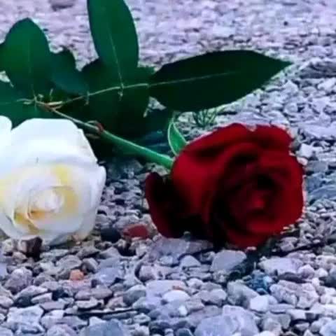 @Aeisha